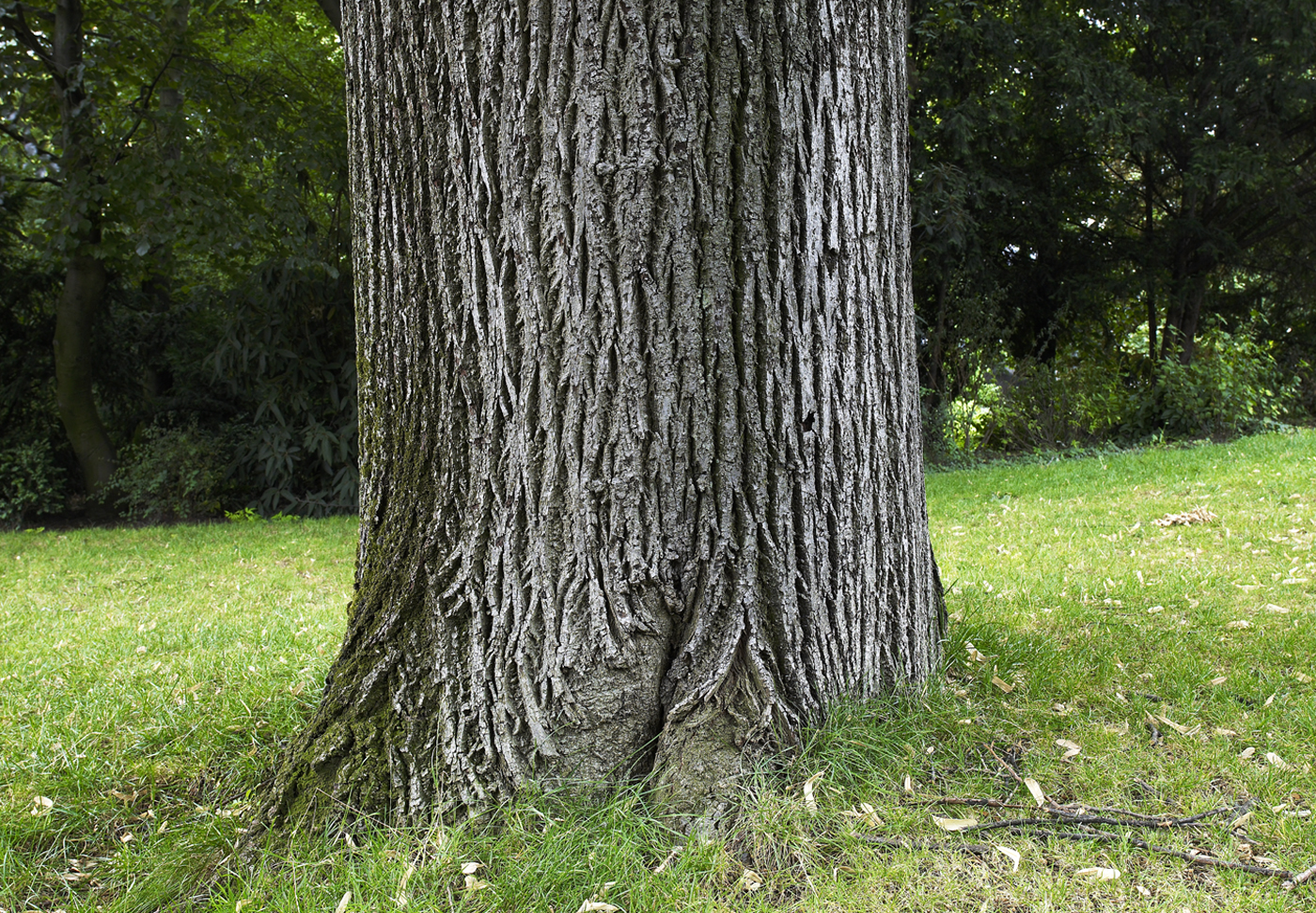 Un tronc commun ? D’accord, mais pour quoi faire ?